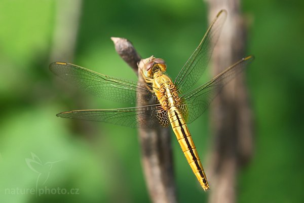 Oriental Scarlet (Crocothemis servilia), Oriental Scarlet (Crocothemis servilia), Autor: Ondřej Prosický | NaturePhoto.cz, Model: Canon EOS-1D Mark III, Objektiv: Canon EF 100mm f/2.8 Macro USM, Ohnisková vzdálenost (EQ35mm): 130 mm, fotografováno z ruky, Clona: 5.6, Doba expozice: 1/160 s, ISO: 400, Kompenzace expozice: 0, Blesk: Ne, Vytvořeno: 27. listopadu 2007 13:40:44, Tissamaharama (Sri Lanka)